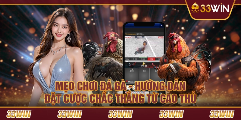 Mẹo chơi đá gà - Hướng dẫn đặt cược chắc thắng từ cao thủ